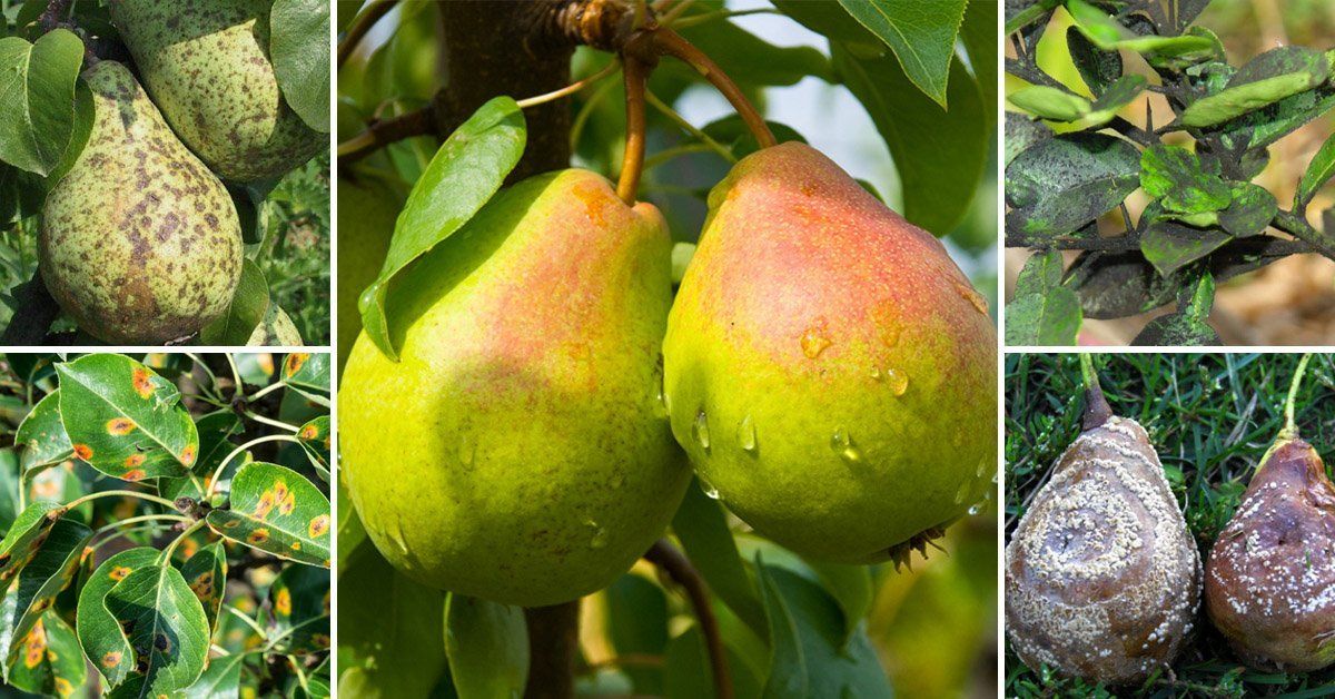 Что делать, если плоды груши гниют на дереве, меры борьбы и профилактики